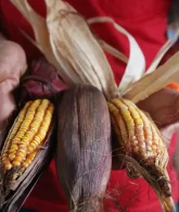 Sementes criolas do milho asteca palha roxa. Foto:
Rovena Rosa/Agência Brasil